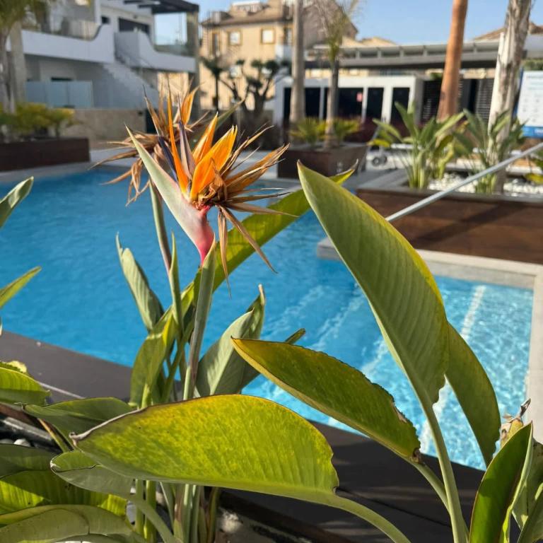 Luxury 3BR Garden Apt Pool Punta Prima PP35 - Apartamento - 34
