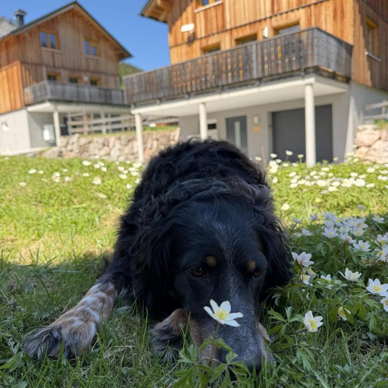 Hideaway Chalets Loser - 1 by AA Holiday Homes - Chalet - 33