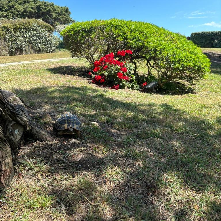 Villetta con giardino sulla Spiaggia della Pelosa - Casa con 2 Camere da Letto - 25