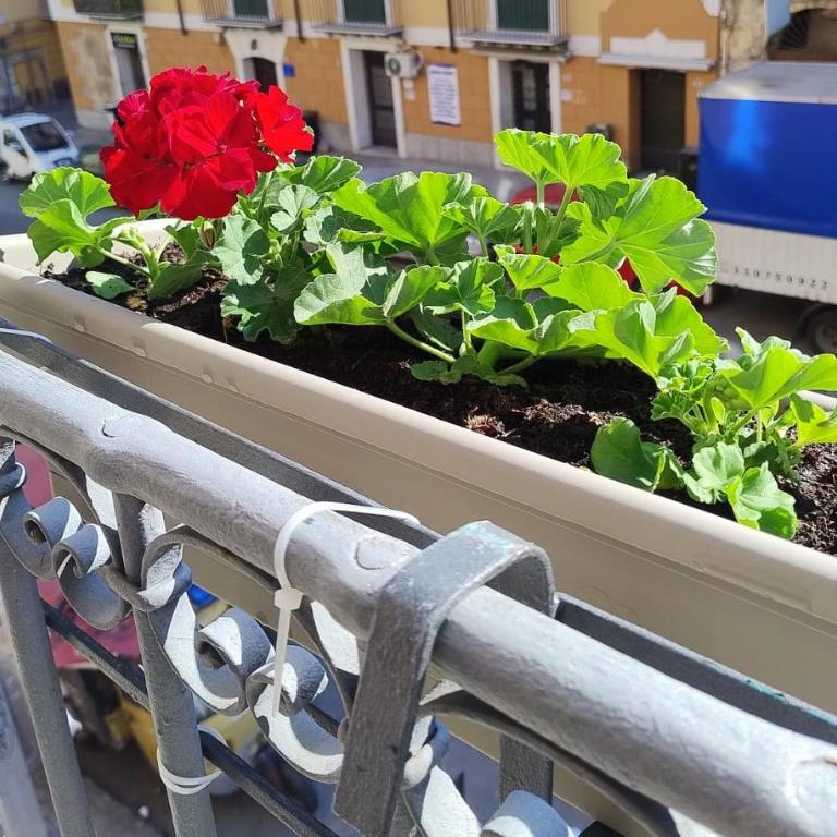 Rimpetto alle Clarisse - Apartamento de 2 dormitorios - 1