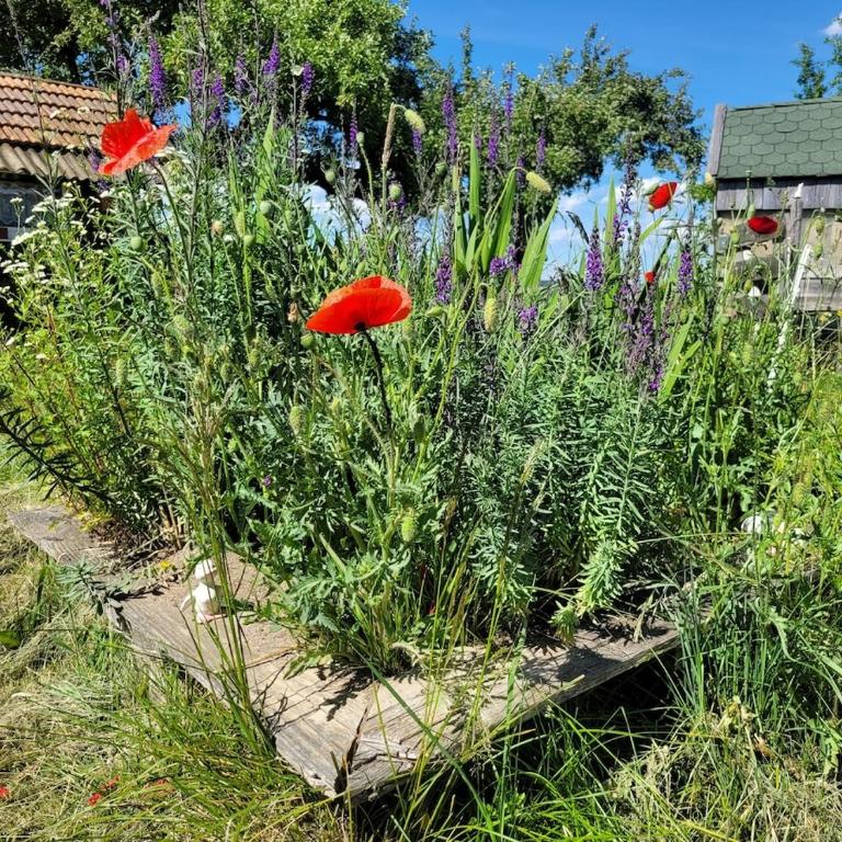 Natur Pur - Apartment mit 1 Schlafzimmer - 9