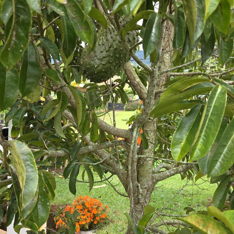 Finca villa vallery , tocota - Casa de 5 dormitorios - 21