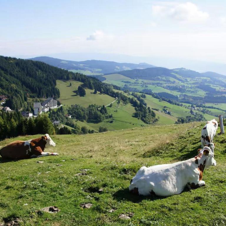 Fernblick Appartement Simonhöhe - Apartment mit 2 Schlafzimmern - 42