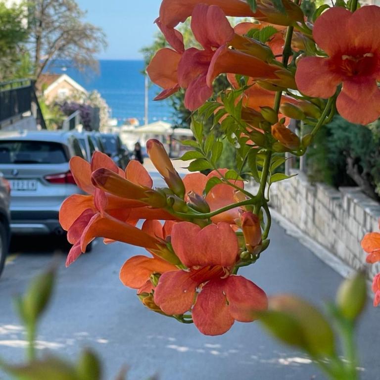 Apartman Morska Zvezda - Herceg Novi - One-Bedroom Apartment - 31