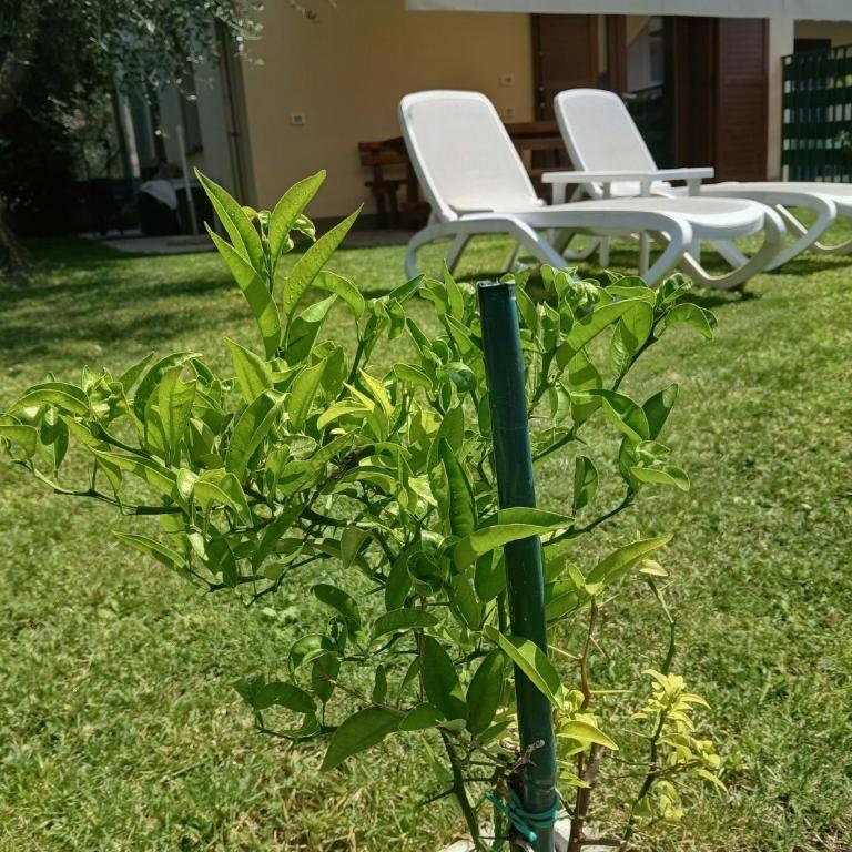 Casa ai due Ulivi - Two-Bedroom Apartment - 2