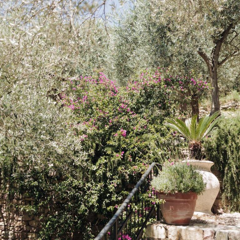 OLIVE QUEEN Rustic Estate - Two-Bedroom House - 9