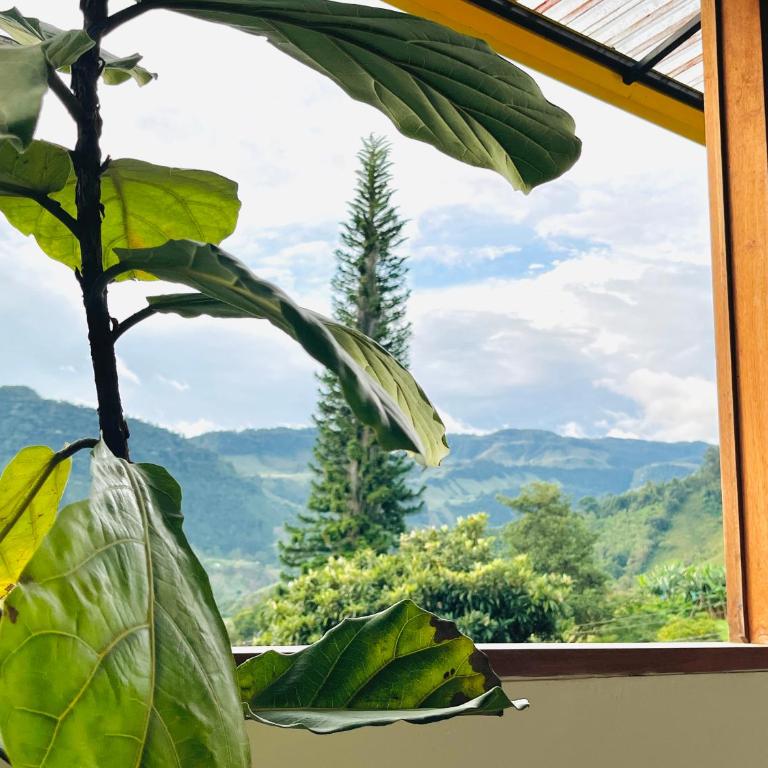 Casa campestre en las montañas de Jardin - Casa de 2 dormitorios - 17