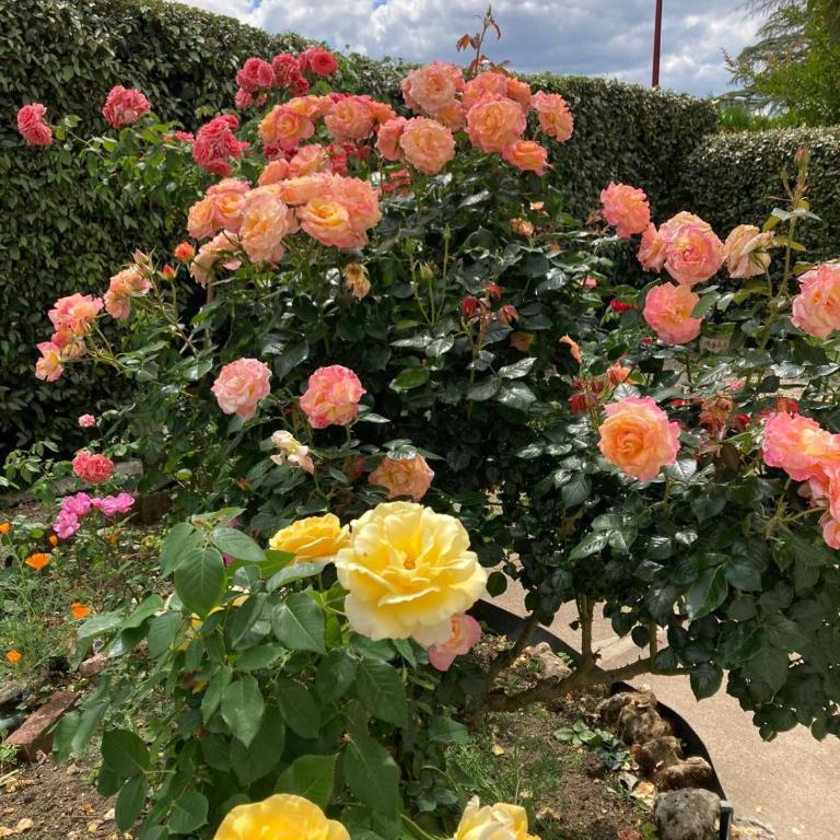 villa des roses - Ferienhaus - 4