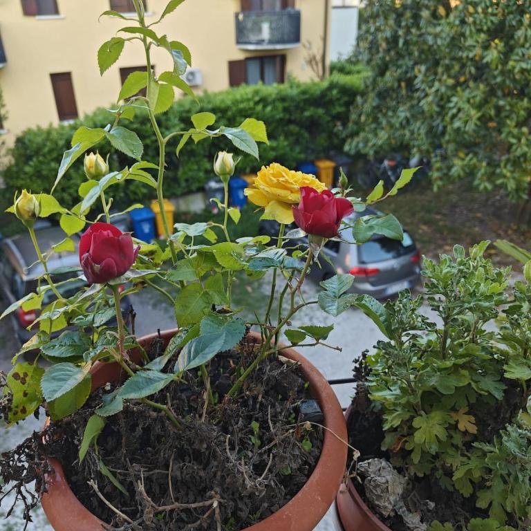 Shaivya Tourist Rental 5 min walk from Treviso Station Easy connection to Venice - Apartamento de 1 dormitorio - 9