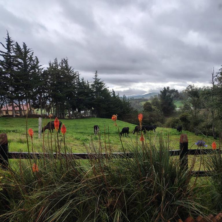La Toscana, Chalet Campestre - Casa de 3 dormitorios - 17