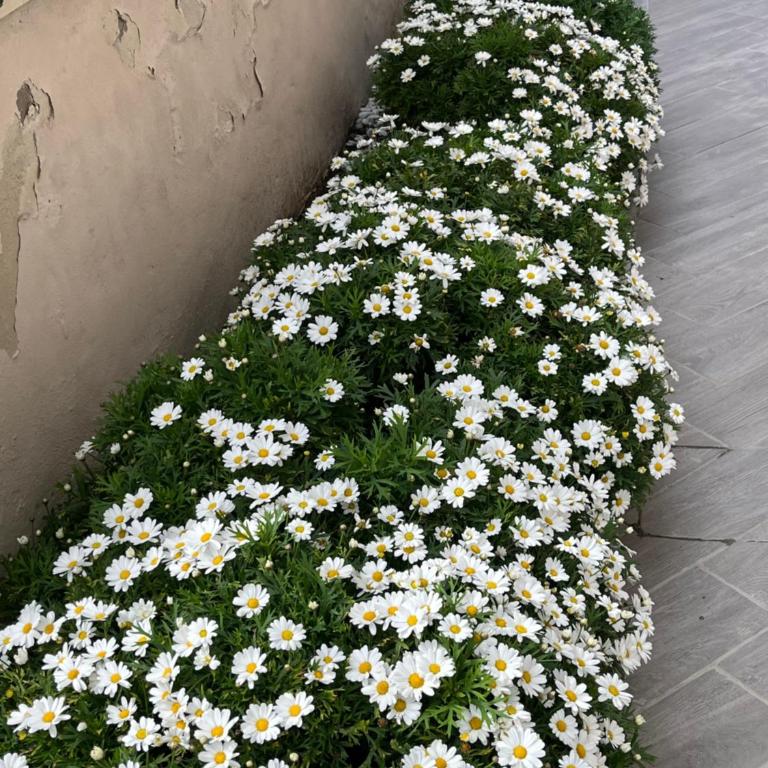 Aria di Mare - Appartamento - 54