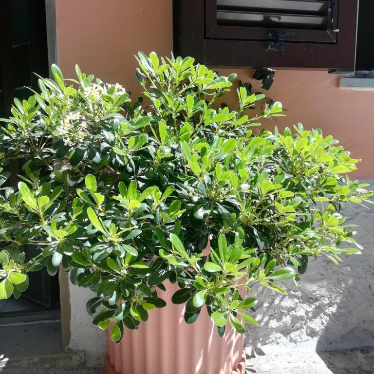 La Casa delle Oche - Casa con 1 dormitorio - 45