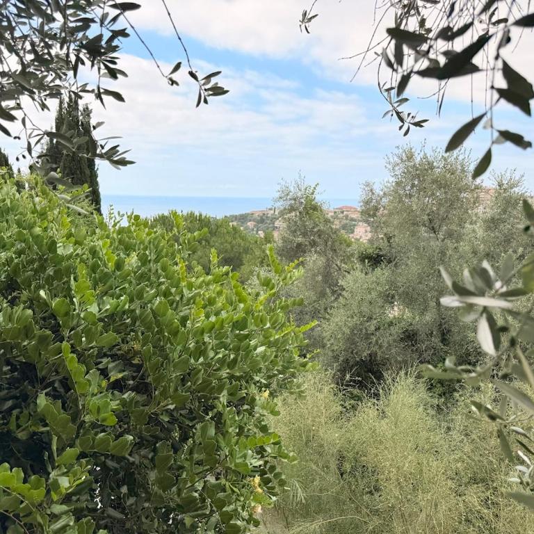 Treehouse in Les Oliviers, Sea View, Air Conditioning, Parking - Monolocale con Terrazza - 13