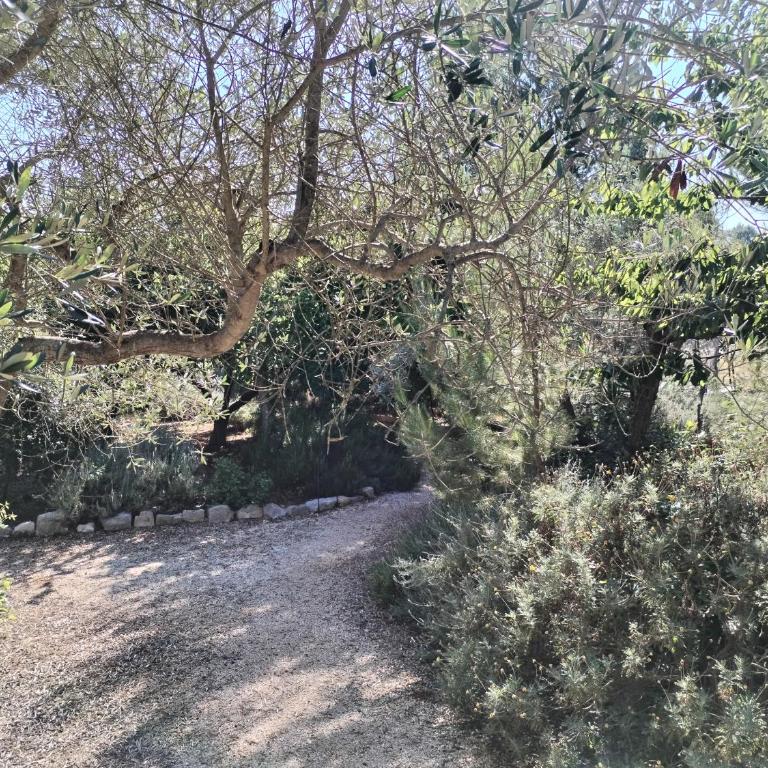 Trulli con piscina privata - Casa con 4 camere da letto - 49