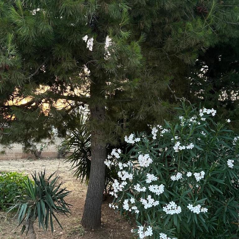 Li Geusi - Villa con Vista Giardino - 23