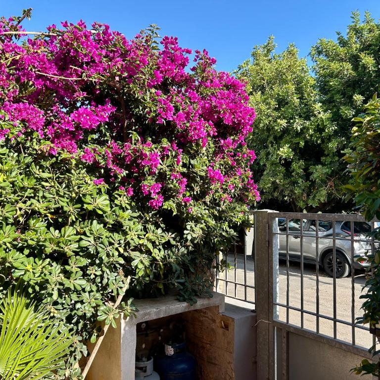 Alguer Bloom - Appartamento con 2 Camere da Letto - 1