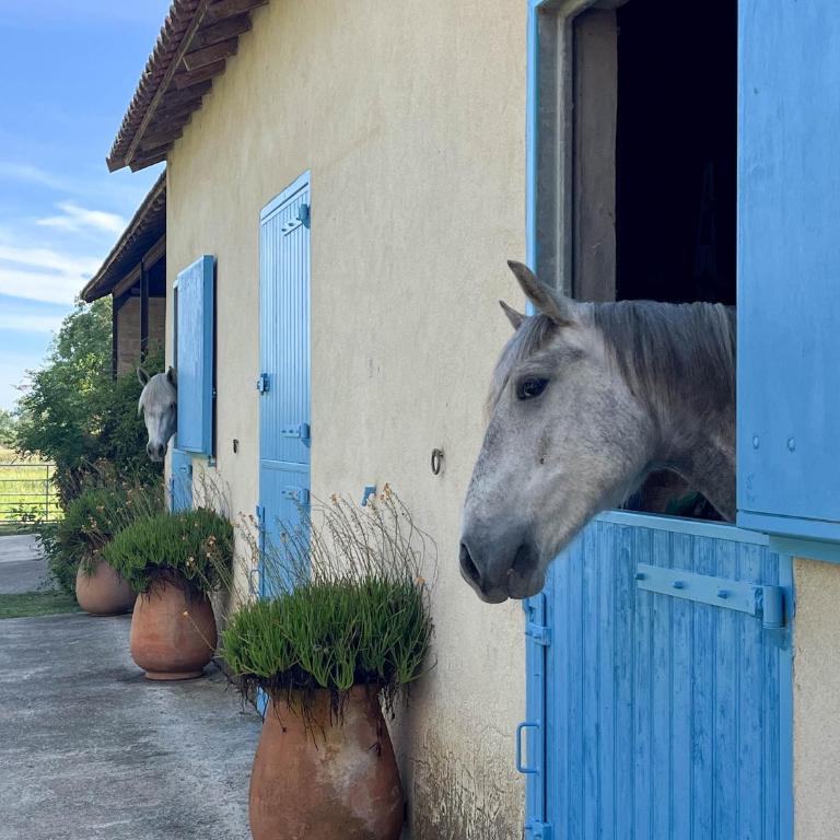 Mas Dou Rose, ferme avec piscine près des Alpilles - Villa - 57