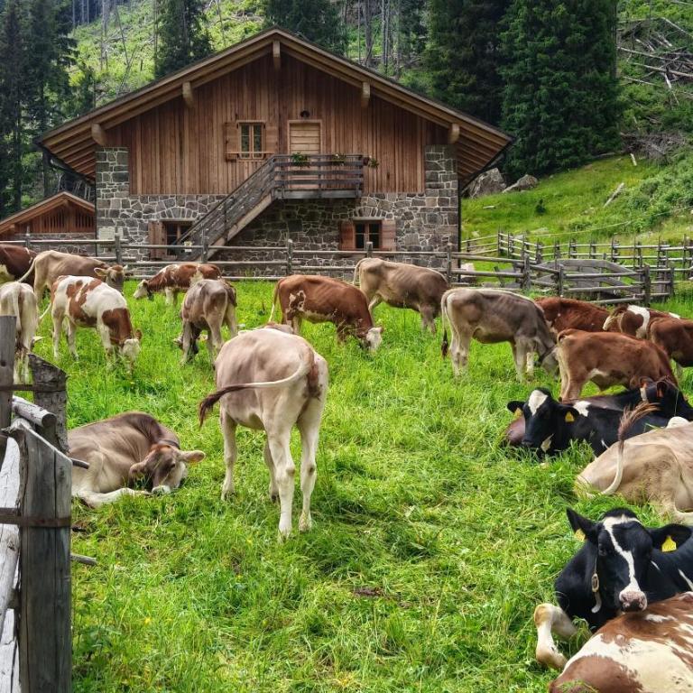 Malga Valmaggiore - Camera Familiare con Bagno Privato - 13