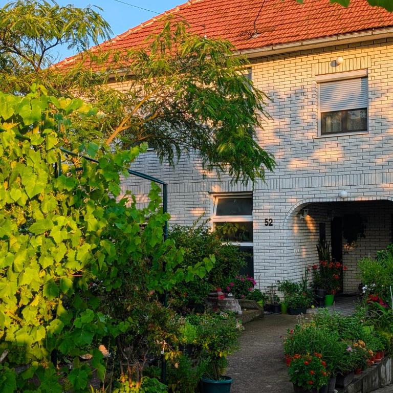 Apartman Veljković Dragana - Apartment mit 1 Schlafzimmer - 1