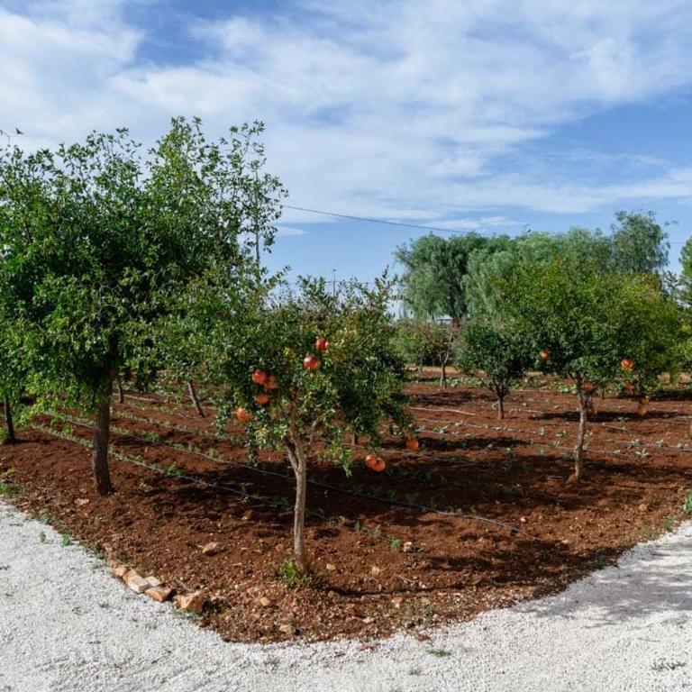 Masseria Pezze d'Arena- Villa by Puglia Classics - Villa - 28