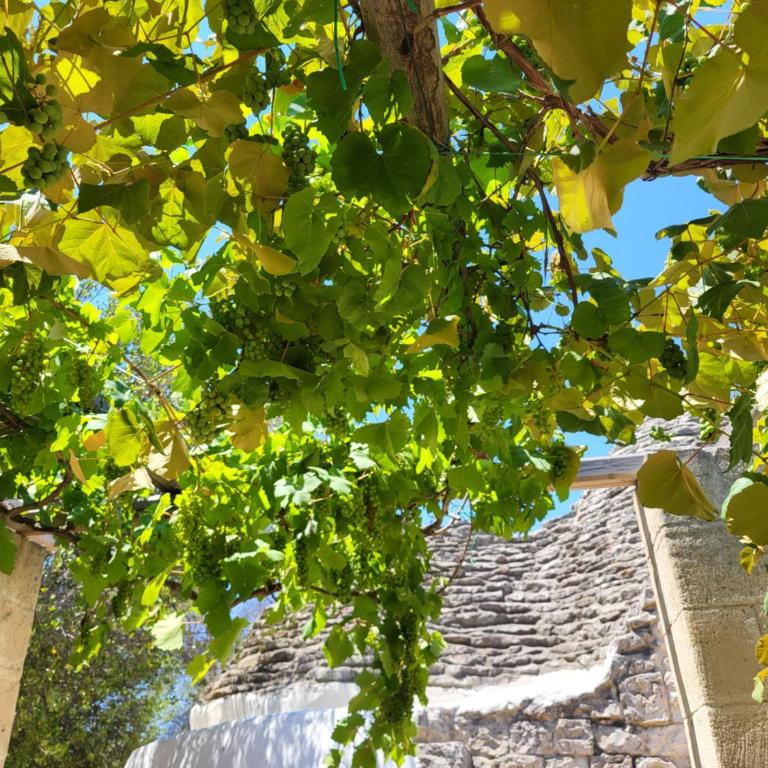 Trullo incantevole - Appartamento - 2