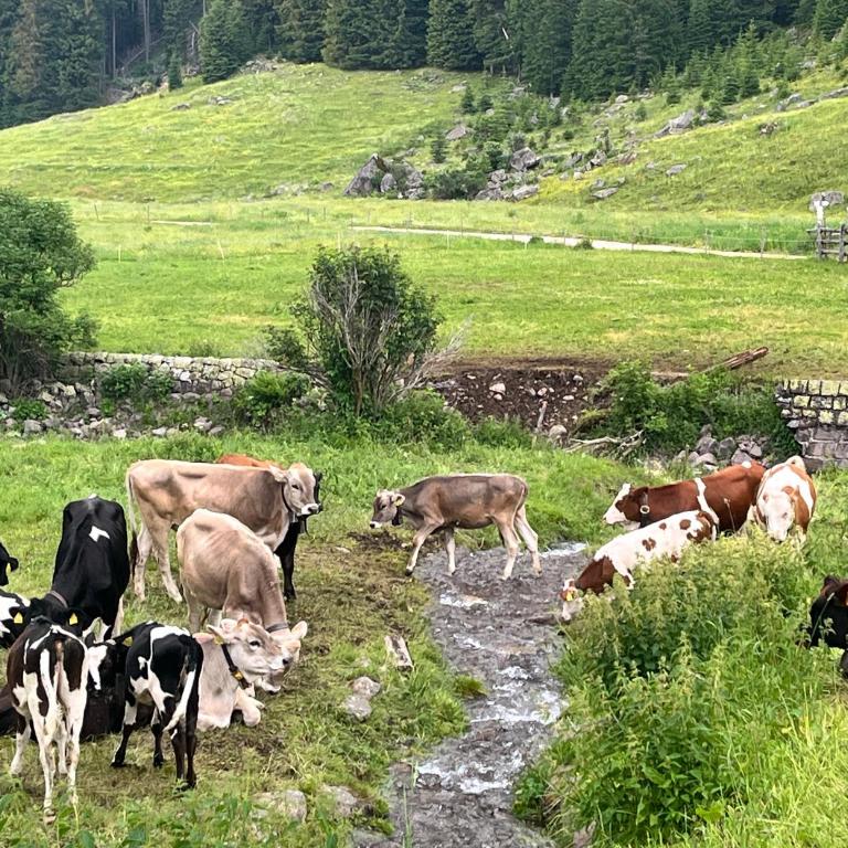 Malga Valmaggiore - Camera Familiare con Bagno Privato - 15