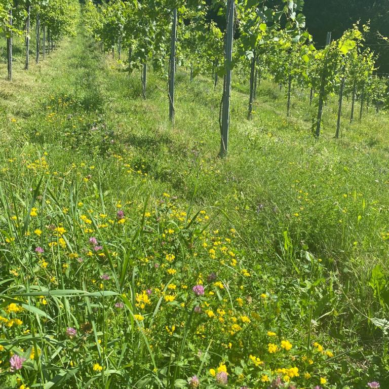 Weingut Kleinmonte - Apartamento Superior de 1 dormitorio con balcón - 21