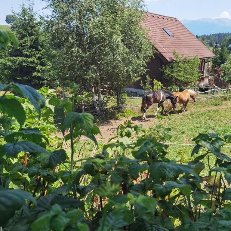 Zirbitzblick - Appartement 3 Chambres - 3