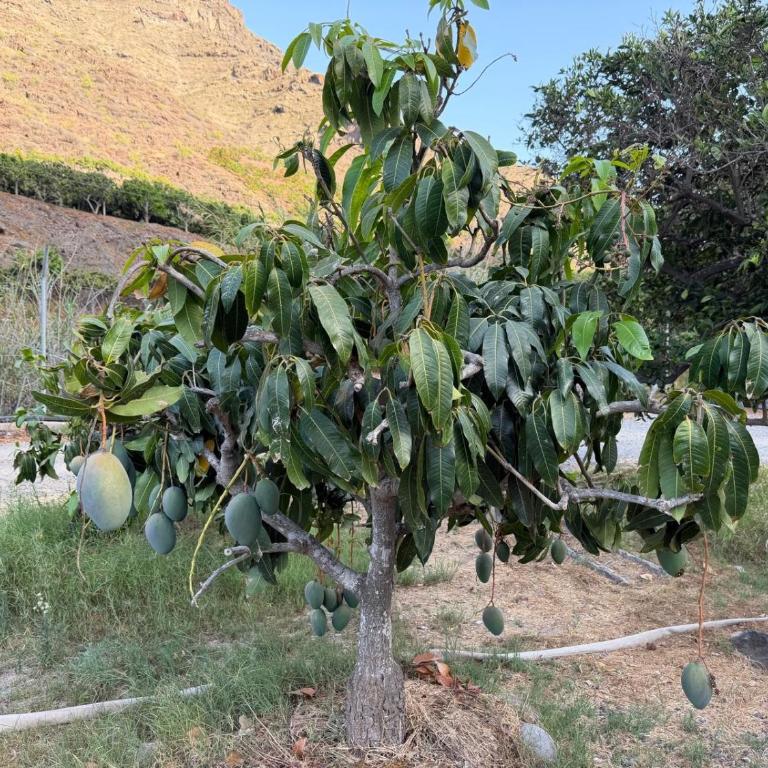 Finca Nim 1 - Villa con Vista Giardino - 10