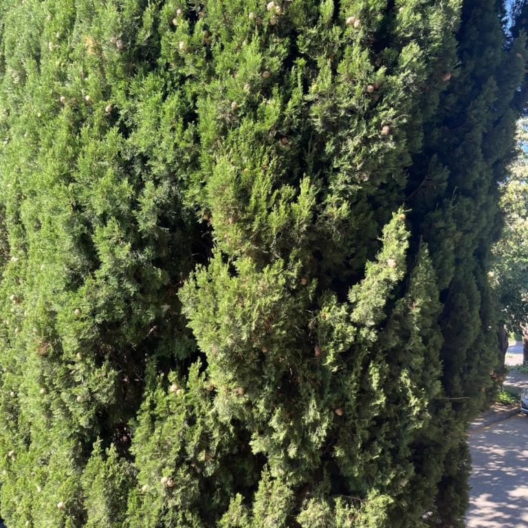 Ulica mladosti - Apartman sa 1 Spavaćom Sobom - 10
