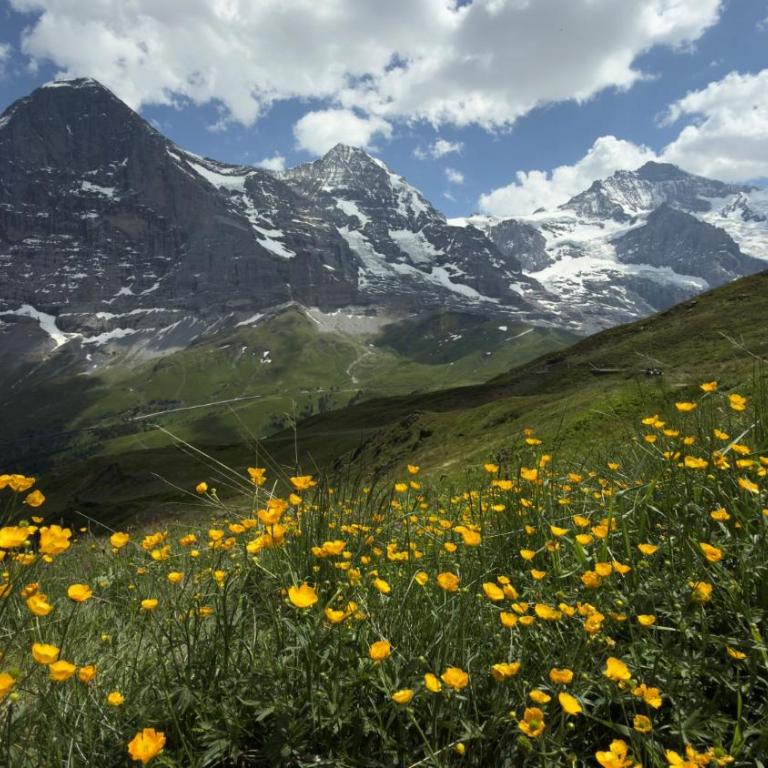 ABO - Boutique Apartment - Chalet Grindelwaldgletscher - Appartement 1 Chambre - 24