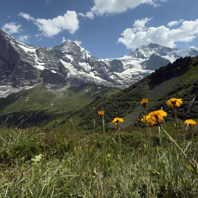ABO - Boutique Apartment - Chalet Grindelwaldgletscher - Appartement 1 Chambre - 25