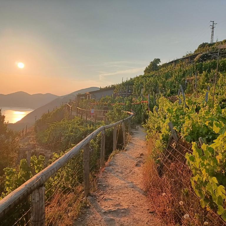 Casa Oleaster Cinque Terre - One-Bedroom Apartment - 28