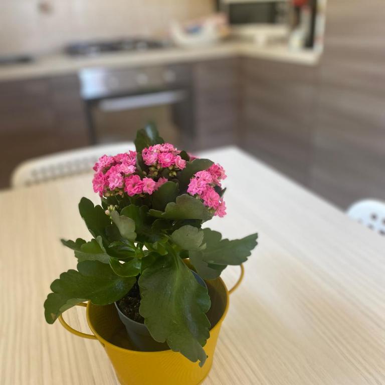 BOBO GUEST HOUSE PULA - private apartment - Two-Bedroom Apartment - 4