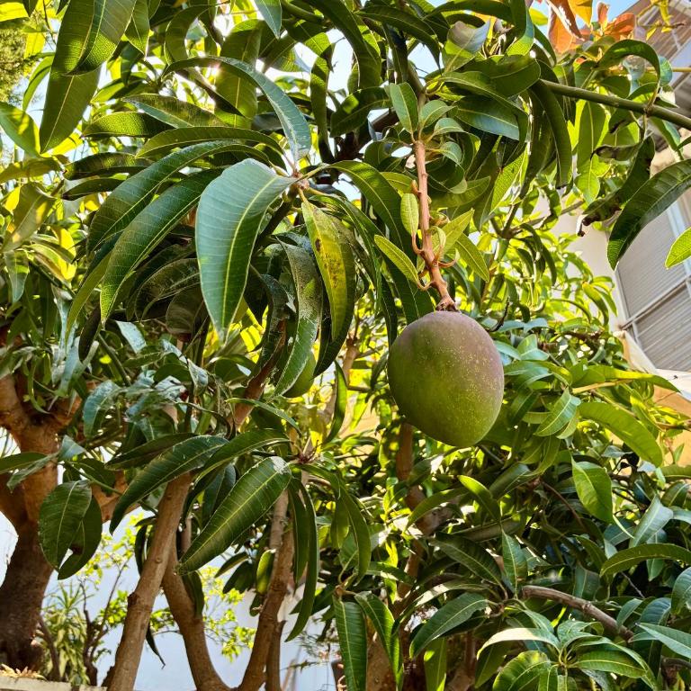 Mango Tree - Apartment mit 1 Schlafzimmer - 17