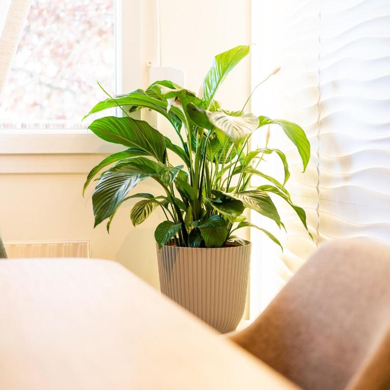 3 Suites Cosy Terrasse et Parking - Appartement 3 Chambres - 15