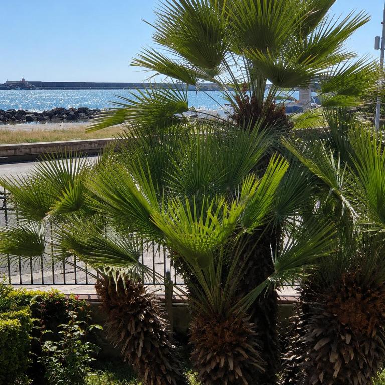 Al giardino Sant'Anna - Appartamento - 20