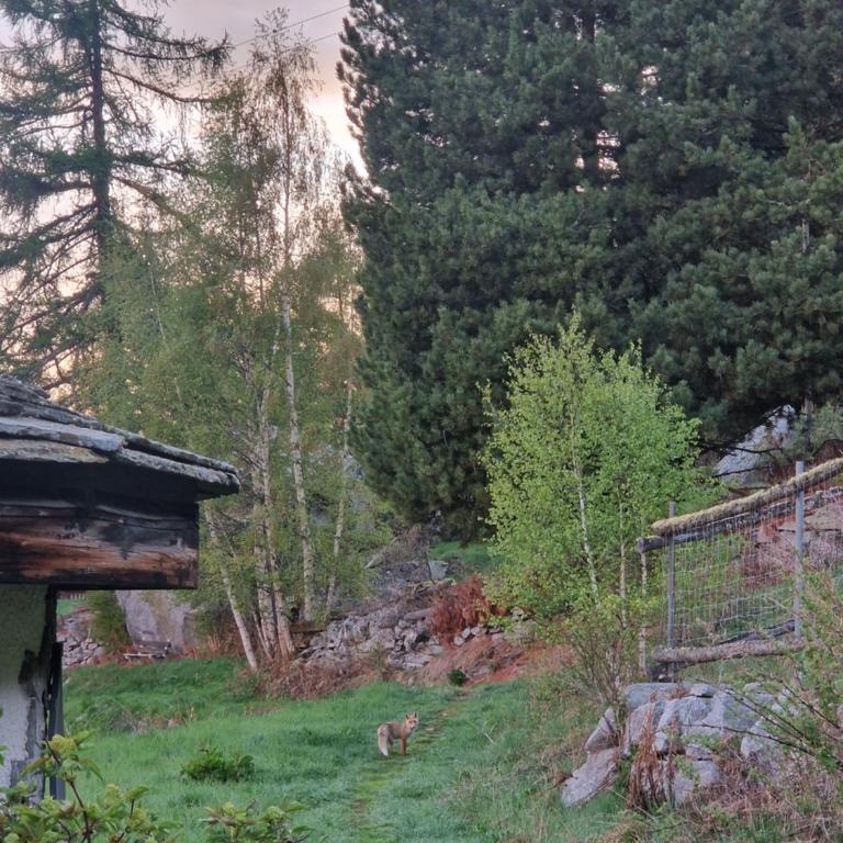 Waldnest - Apartment mit 1 Schlafzimmer - 17