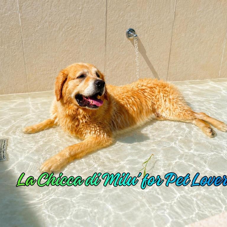 B&B La Chicca di Milu' for Pet Lovers, un'oasi pet-friendly tra mare e campagna - Camera Deluxe - 1