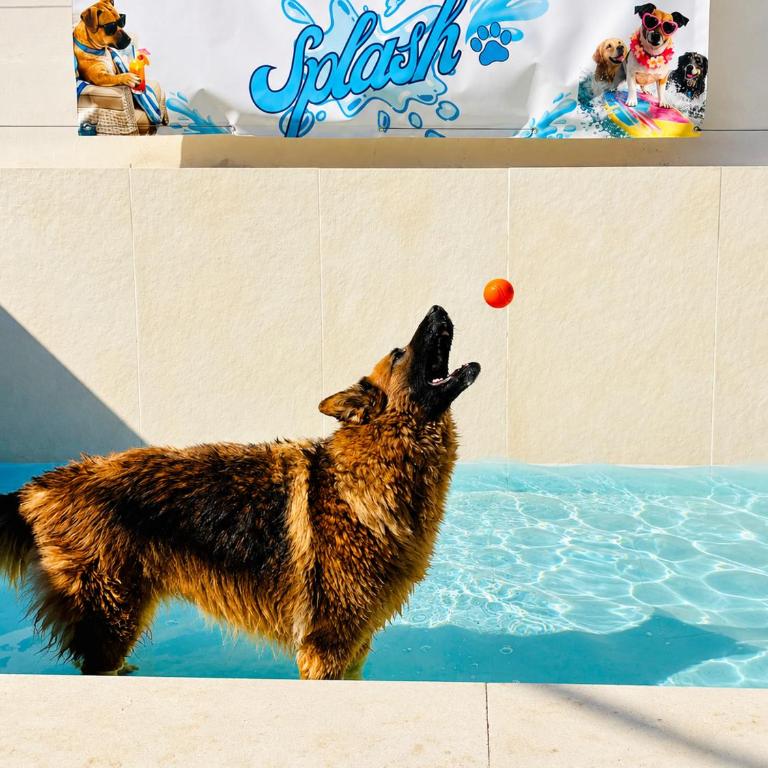 B&B La Chicca di Milu' for Pet Lovers, un'oasi pet-friendly tra mare e campagna - Camera Deluxe - 9