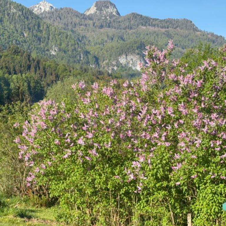 Apartment in St. Jakob im Rosental - Apartment mit Blick auf die Berge - 23