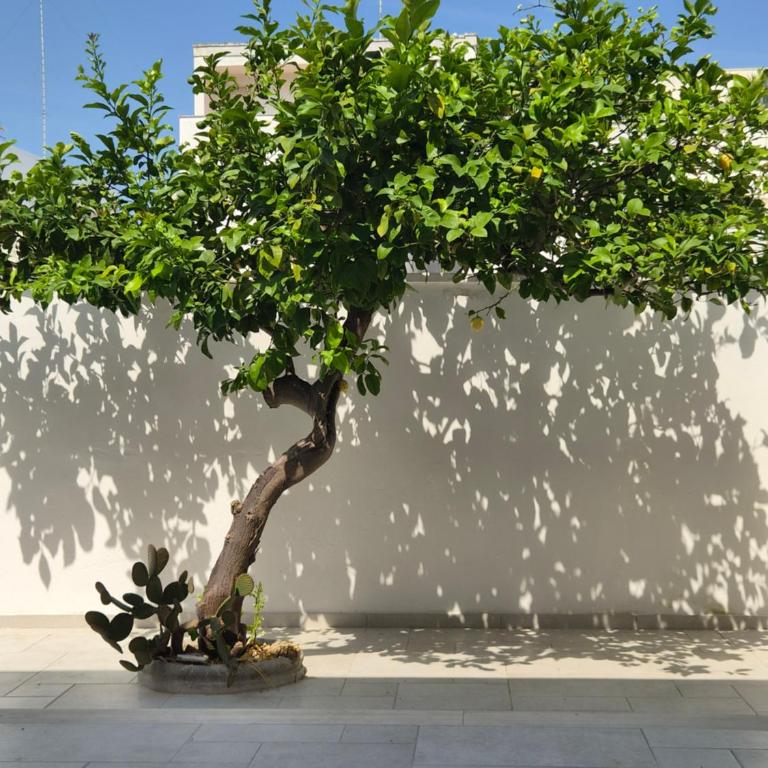 Porta Rudiae Suites - Appartamento con 2 Camere da Letto - 1