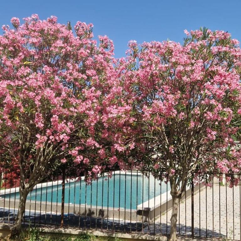 Mas Crillones avec Piscine - familles & groupes - Villa - 5