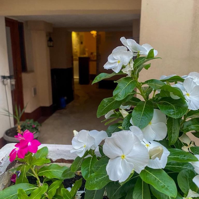 Peaceful Alley - Studio apartman sa 1 bračnim krevetom - 2