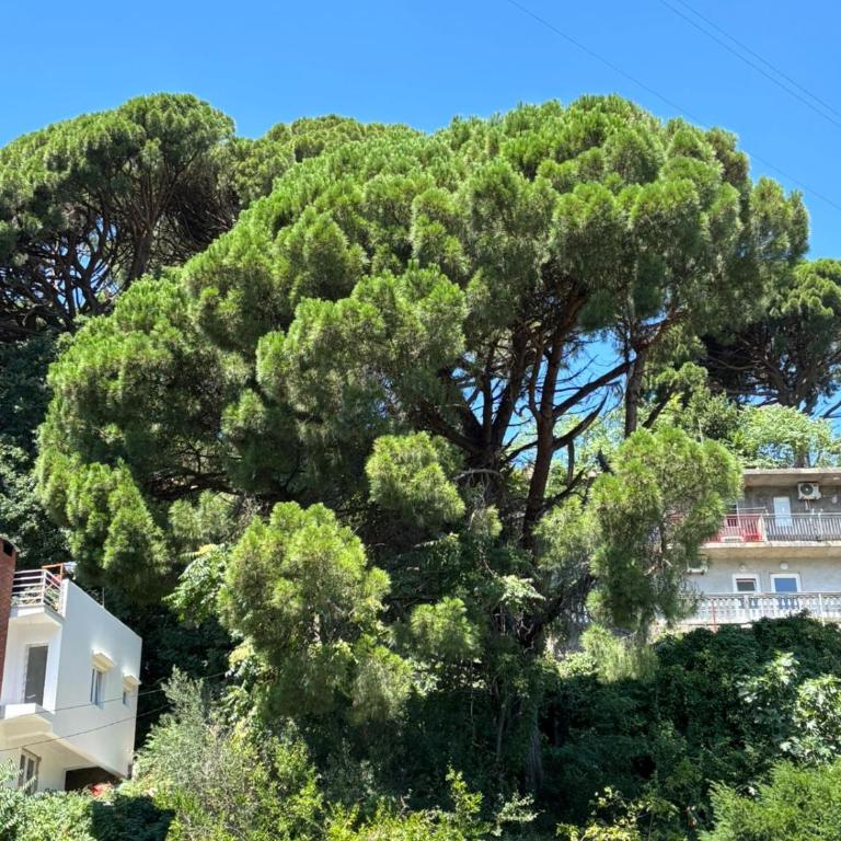 Aurea Novi apartman 1 - Apartman sa 1 Spavaćom Sobom - 9