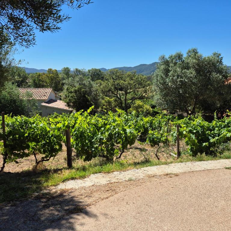 La maison sous les oliviers Casa d'Iloa - One-Bedroom House - 38