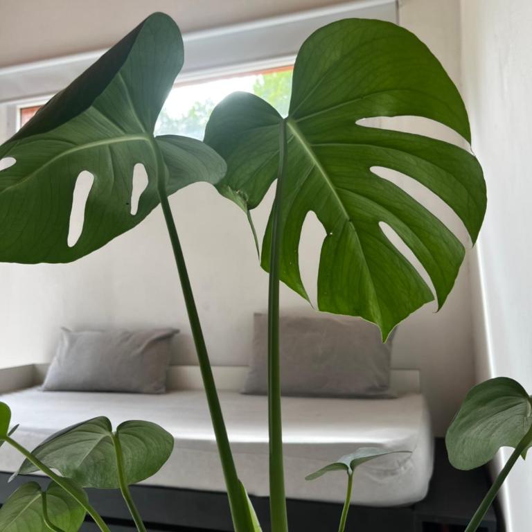 Asiloparque - One-Bedroom Apartment - 22