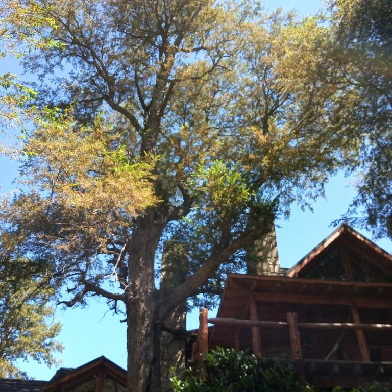 Casa Newen del Sur - Chalet - 34