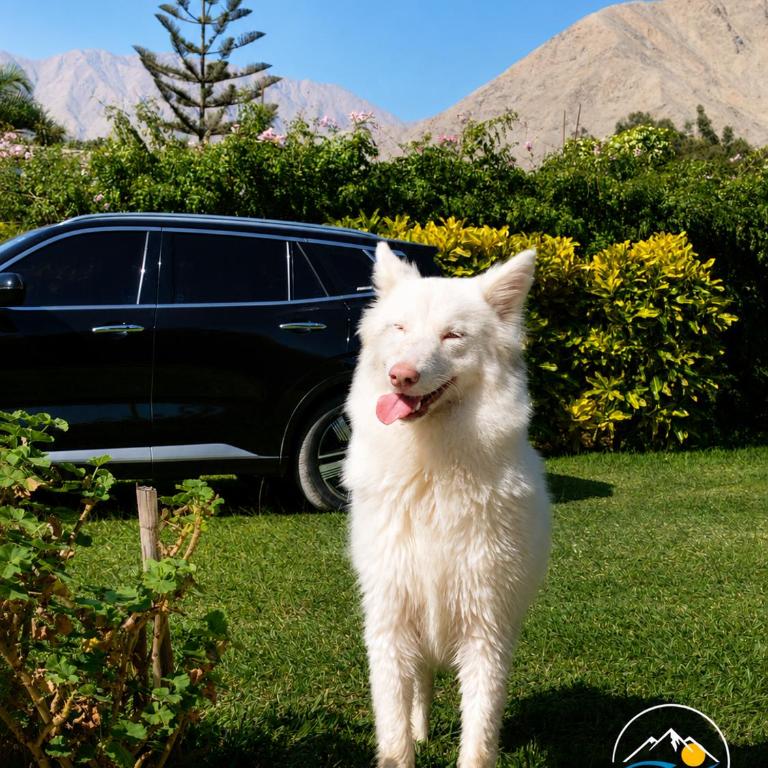 Bungalows petfriendly con acceso al río - One-Bedroom Apartment - 7