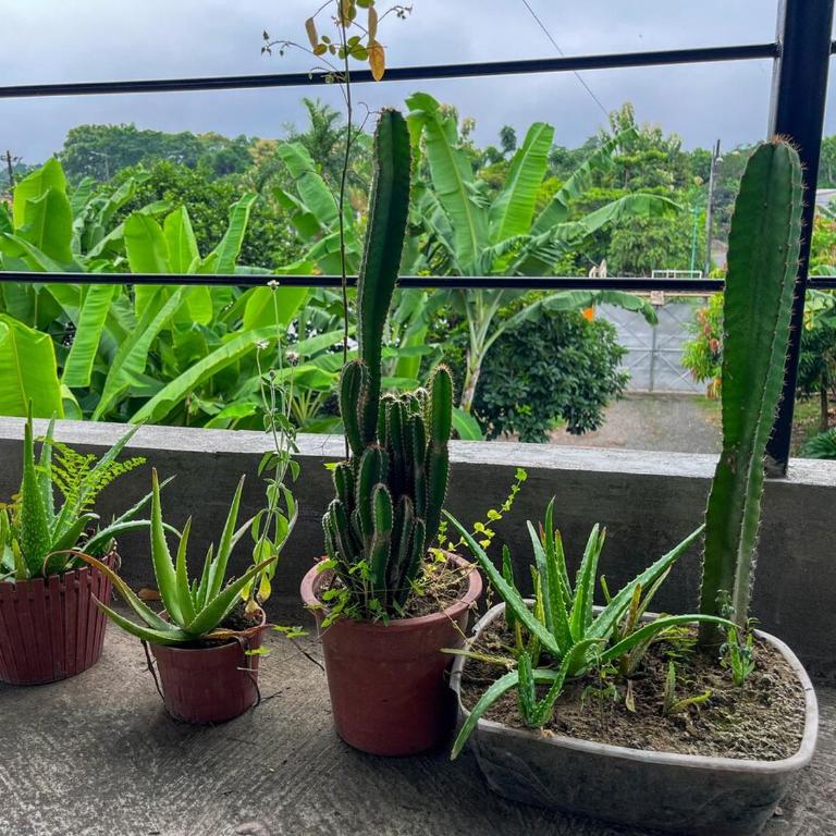 Suite completa con jardin y parqueo privado - Apartamento de 1 dormitorio - 14
